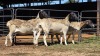 3 X DORPER EWE CHOPPER (Per animal to take the lot)