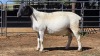 1 X DORPER EWE CHOPPER