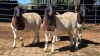 4 X DORPER EWE CHOPPER (Per animal to take the lot)