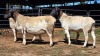 4 X DORPER EWE CHOPPER (Per animal to take the lot)