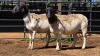 2 X DORPER EWE CHOPPER (Per animal to take the lot)