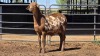 1 X MEATMASTER RAM DE BEER BOERDERY