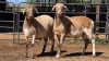 2 X MEATMASTER RAM DE BEER BOERDERY (Per animal to take the lot)