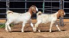 2 X BOERBOK DOE NKUMELENI GENETIKA & TELING (Per animal to take the lot)