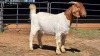 1 X BOERBOK DOE ZUBAIR GABRU (Per animal to take the lot)