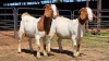 2 X BOERBOK DOE ZUBAIR GABRU (Per animal to take the lot)