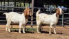 2 X BOERBOK DOE ZUBAIR GABRU (Per animal to take the lot)