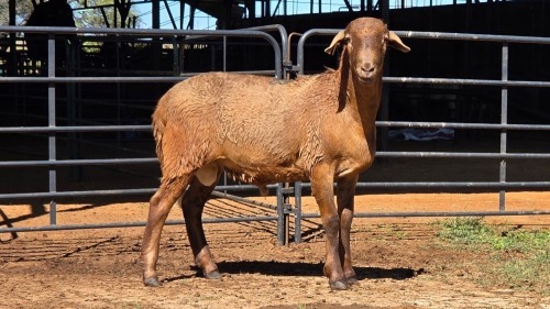 1 X MEATMASTER RAM DE BEER BOERDERY