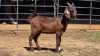 1 X CAPE LOBEAR DOE THE FARMERS HUB