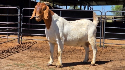 1 X BOERBOK DOE ZUBAIR GABRU