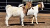 2 X BOERBOK BUCK THE FARMERS HUB (Per animal to take the lot)