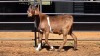 1 X CAPE LOBEAR BUCK THE FARMERS HUB