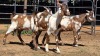 3 X CAPE LOBEAR BUCK THE FARMERS HUB (Per animal to take the lot)