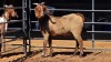 1 X CAPE LOBEAR DOE THE FARMERS HUB
