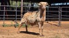 1 X MEATMASTER RAM VAN DER MERWE BOERDERY