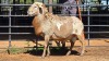 1 X MEATMASTER RAM VAN DER MERWE BOERDERY