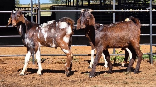 3 X CAPE LOBEAR BUCK THE FARMERS HUB (Per animal to take the lot)