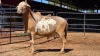 1 X MEATMASTER RAM VAN DER MERWE BOERDERY