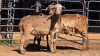 3 X MEATMASTER RAM VAN DER MERWE BOERDERY (Per animal to take the lot)