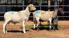 2 X PEDI X RAM C M VISSER (Per animal to take the lot)
