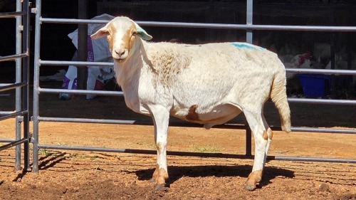 1 X PEDI X HAMEL C M VISSER