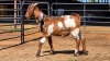 1 X CAPE LOBEAR BUCK THE FARMERS HUB