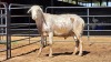 1 X MEATMASTER RAM VAN DER MERWE BOERDERY