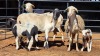 3+3 X PEDI X EWE C M VISSER (Per animal to take the lot)
