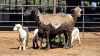 2+3 X PEDI X EWE C M VISSER (Per animal to take the lot)