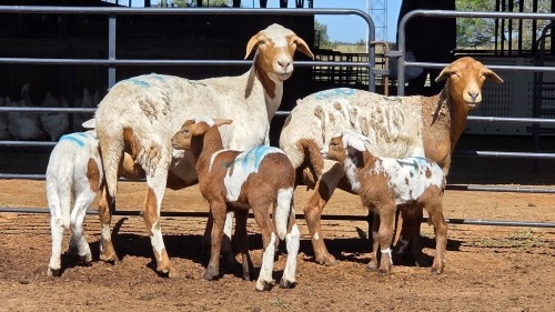 2+3 X PEDI X EWE C M VISSER (Per animal to take the lot)