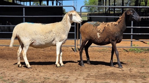 2 X PEDI X EWE C M VISSER (Per animal to take the lot)