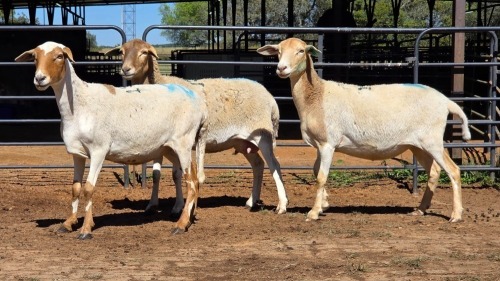 3 X PEDI X EWE C M VISSER (Per animal to take the lot)