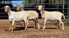 3 X PEDI X EWE C M VISSER (Per animal to take the lot)