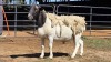 1 X DORPER RAM C M VISSER