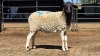 1 X PEDI X EWE C M VISSER
