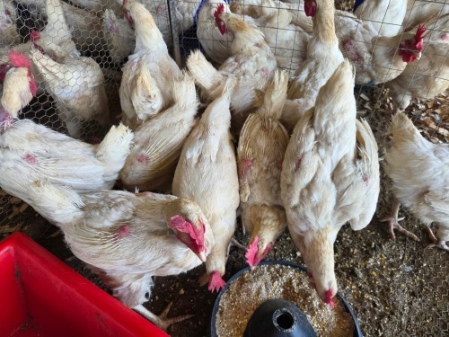 10 X CHICKEN HEN THE FARMERS HUB (Per animal to take the lot)