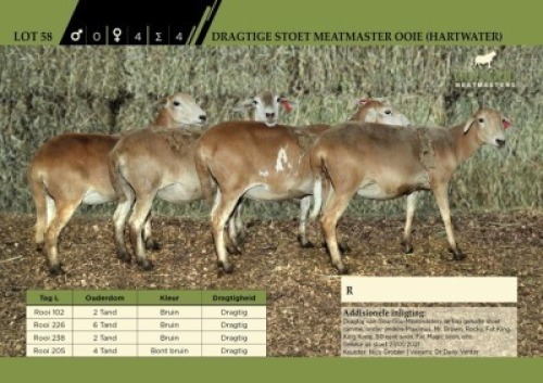 4 x Dragtige Stoet Meatmaster Ooie (Hartwater)