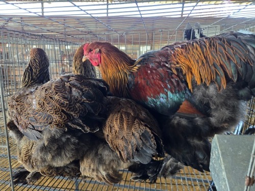 3 X CHICKEN ROOSTER & HEN A CLOETE (Per animal to take the lot)