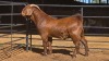 1 X KALAHARI RED BUCK NL FOURIE