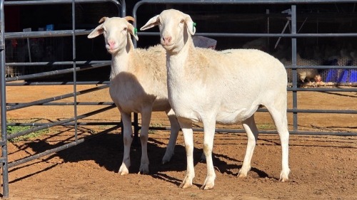 2 X MEATMASTER EWE WILLEM VAN HEERDEN (Per animal to take the lot)