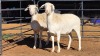 2 X MEATMASTER EWE WILLEM VAN HEERDEN (Per animal to take the lot)