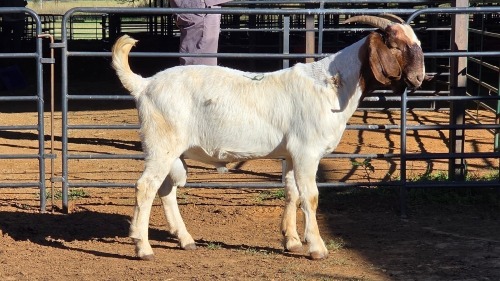1 X BOERBOK BUCK WILLEM VAN HEERDEN