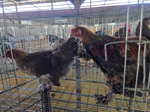 3 X CHICKEN ROOSTER & HEN A CLOETE (Per animal to take the lot)
