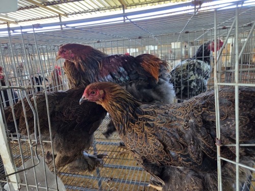 3 X CHICKEN ROOSTER & HEN A CLOETE (Per animal to take the lot)