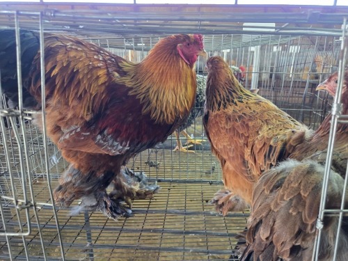 3 X CHICKEN ROOSTER & HEN A CLOETE (Per animal to take the lot)