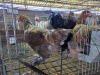 3 X CHICKEN ROOSTER & HEN A CLOETE (Per animal to take the lot)