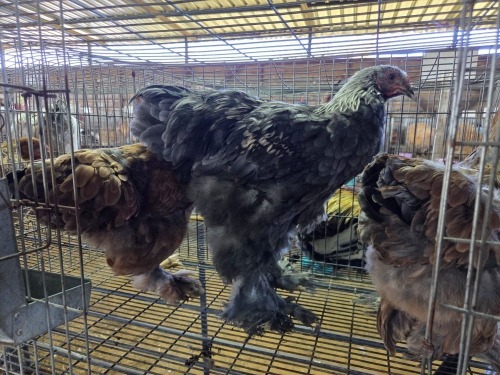 3 X CHICKEN ROOSTER & HEN A CLOETE (Per animal to take the lot)
