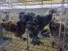 3 X CHICKEN ROOSTER & HEN A CLOETE (Per animal to take the lot)