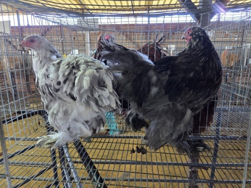 2 X CHICKEN ROOSTER & HEN A CLOETE (Per animal to take the lot)