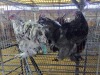 2 X CHICKEN ROOSTER & HEN A CLOETE (Per animal to take the lot)
